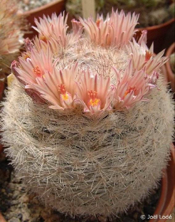 Mammillaria candida Dscf5350